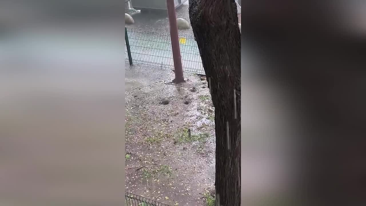 Rats scramble to avoid floods amid heavy rain in Spain