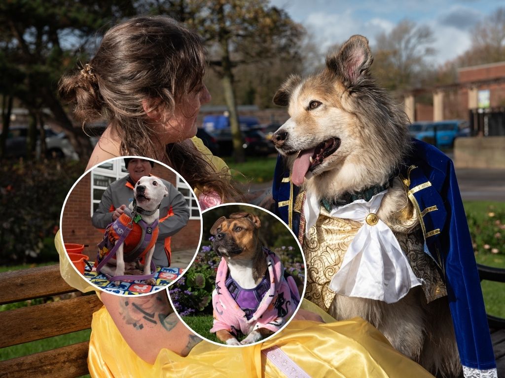 rescue-dogs-from-rspca-blackpool-dress-up-for-halloween-reunion-walk-on