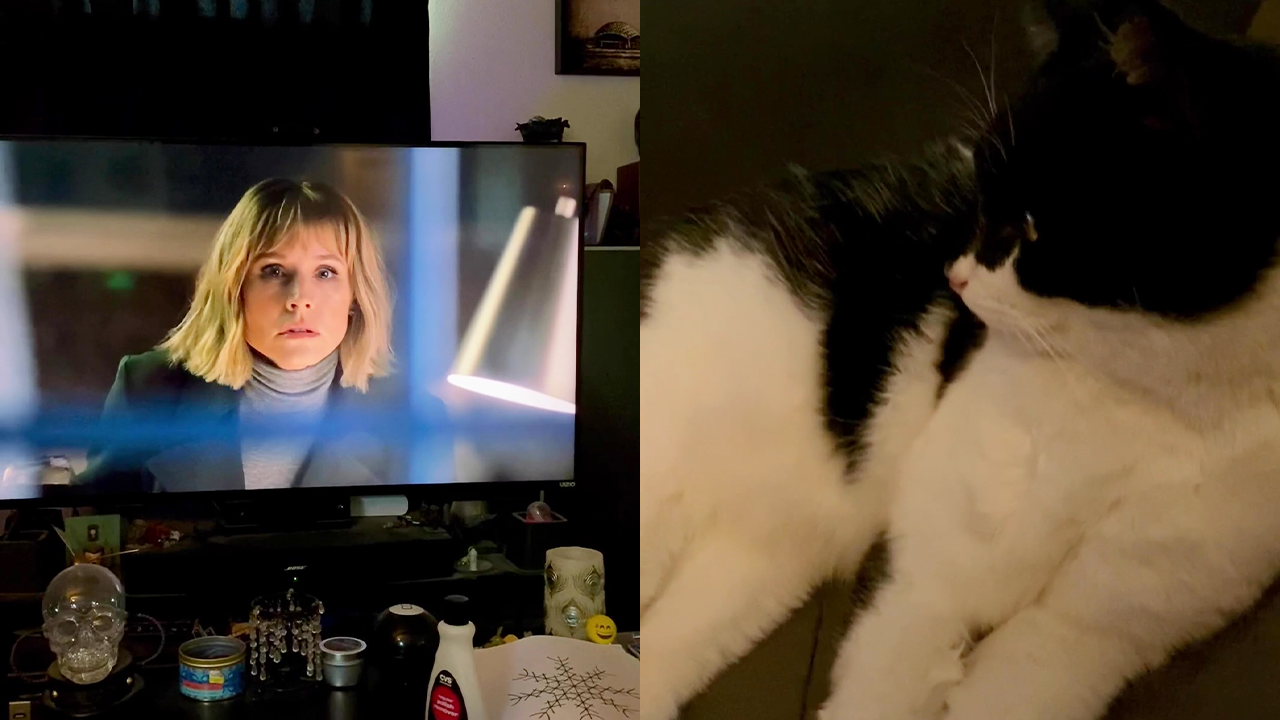 'Woman shares comical footage of her rescue cat getting mesmerized by a ...