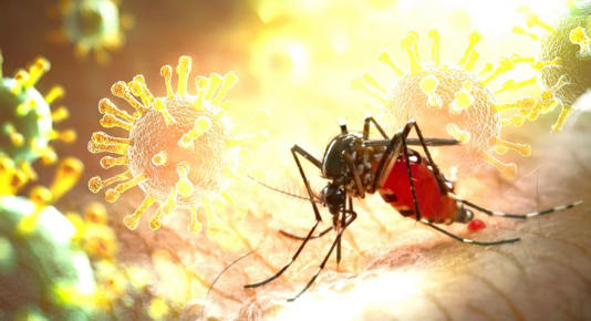 Chau mosquitos: crean un hongo que permite eliminar esta plaga para siempre