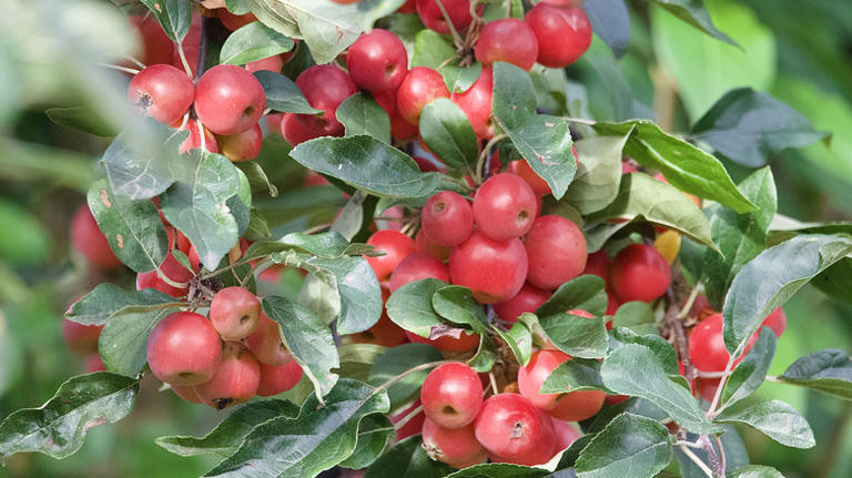 Apple Vs Crabapple Trees How To Tell Which Type Calls Your Yard Home