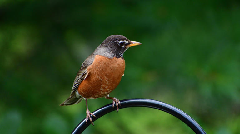 The Vibrant Bulb To Plant In The Fall To Attract More Robins Come Spring