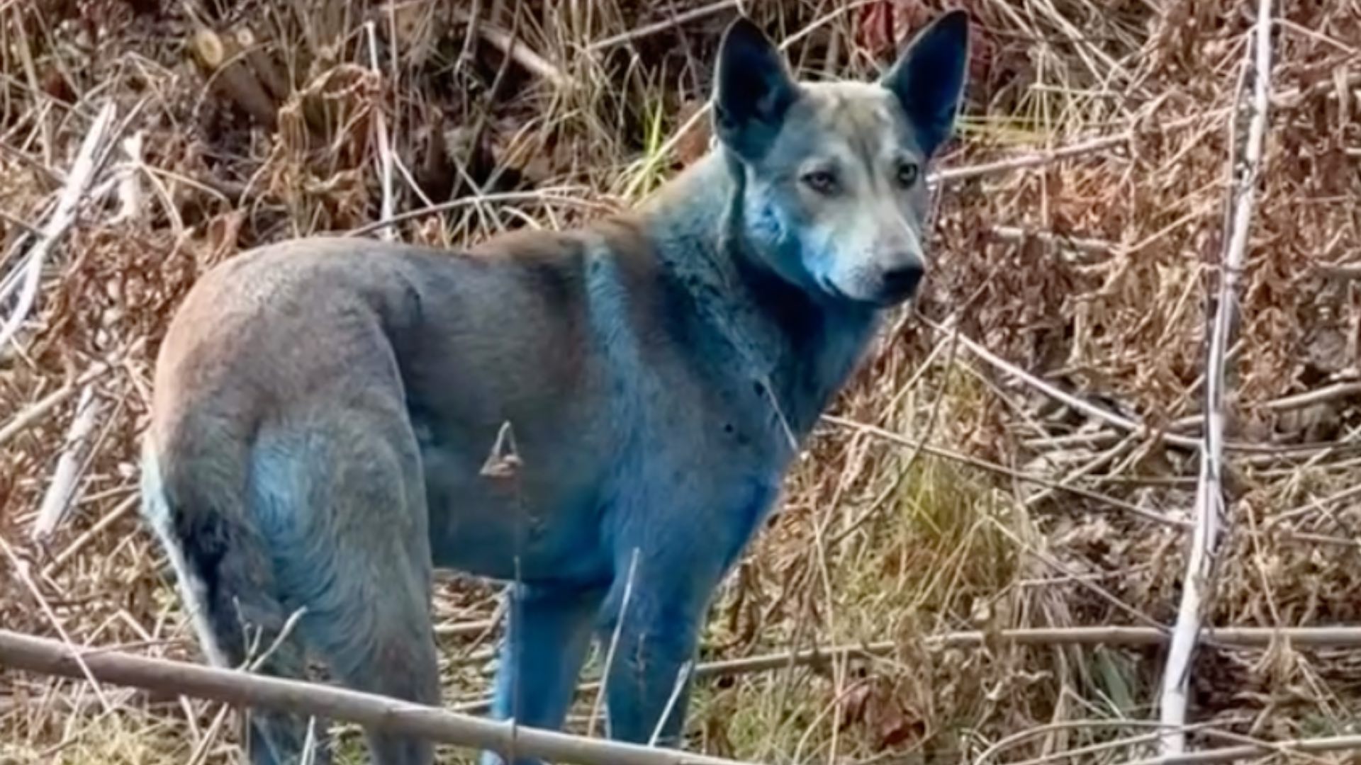 Blauwe honden in Tsjernobyl: dit onverwachte fenomeen fascineert  onderzoekers, image size:1920x1080