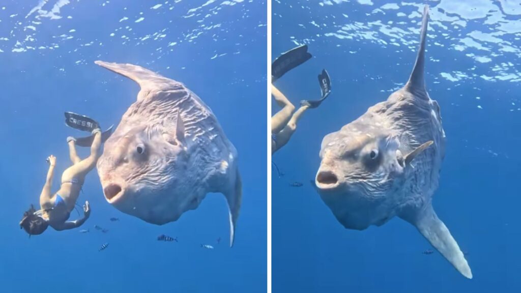 Diver Has Close Encounter With 5,000 Pound Sunfish
