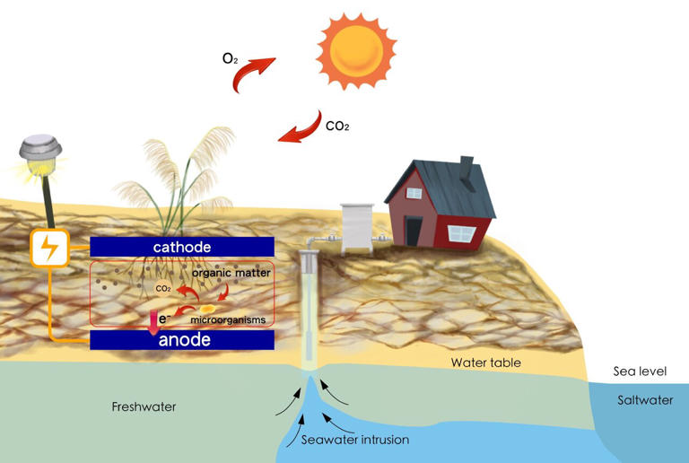 Plant microbial fuel cells can generate electricity and reduce ...