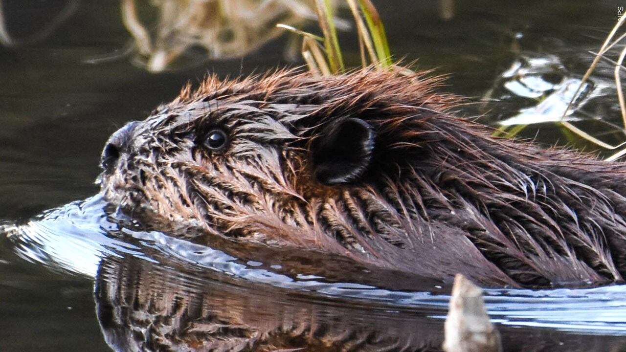Beaver found dead on Colorado river tests positive for bacterial disease