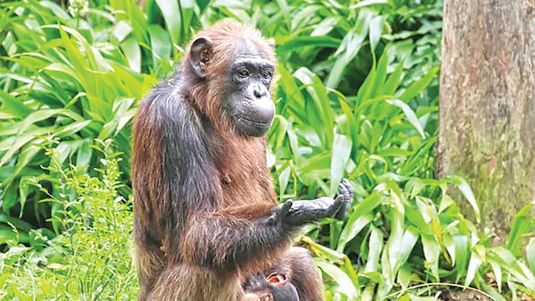 Chimpanzee Scientific Method | चिम्पांझी पुराव्यानुसार बदलतात जुन्या समजुती