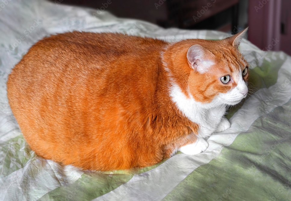 Chủ liên tiếp hầu tòa vì thú cưng phóng uế bậy