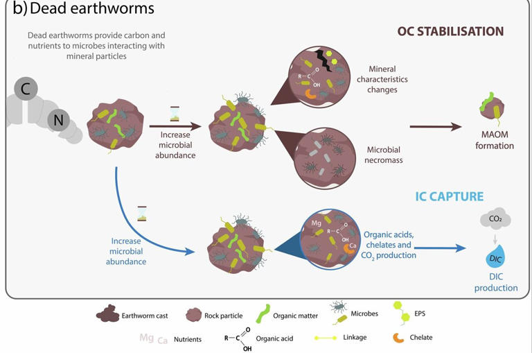 Life after death: How earthworms keep facilitating carbon capture