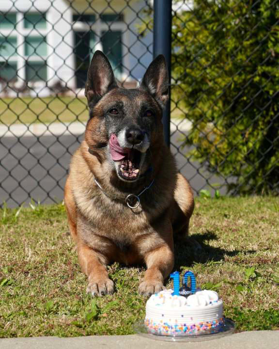 Opelika police celebrate K9 Pyro’s 10th birthday