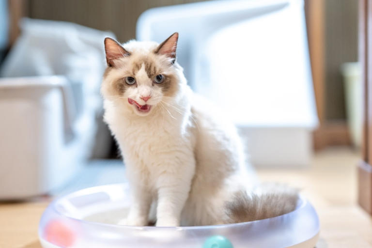 Ragdoll Kittens Have Sweetest Way of Letting Mom Know They Want to Cuddle