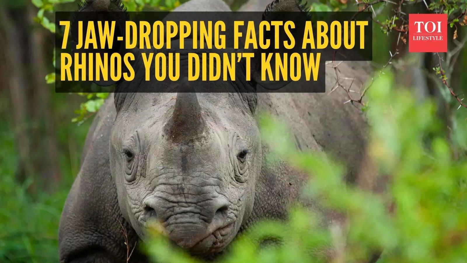 7 jawdropping facts about rhinos you didn’t know(00)