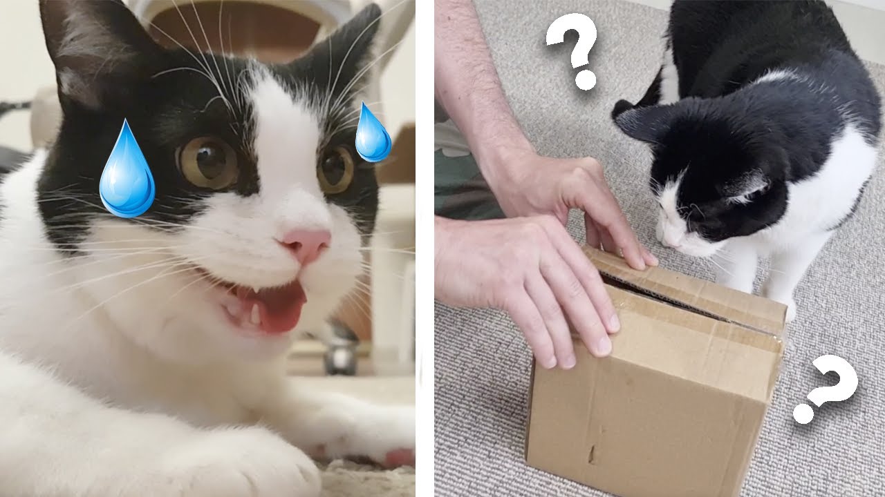 The Secret to Keeping Cats Hydrated