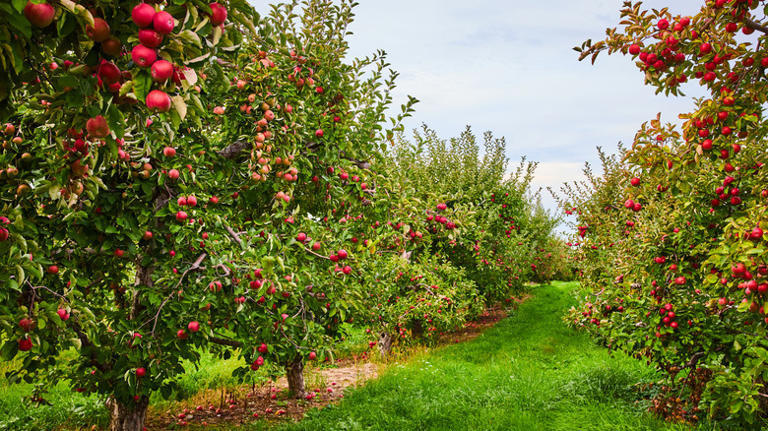 Apple Vs Crabapple Trees How To Tell Which Type Calls Your Yard Home