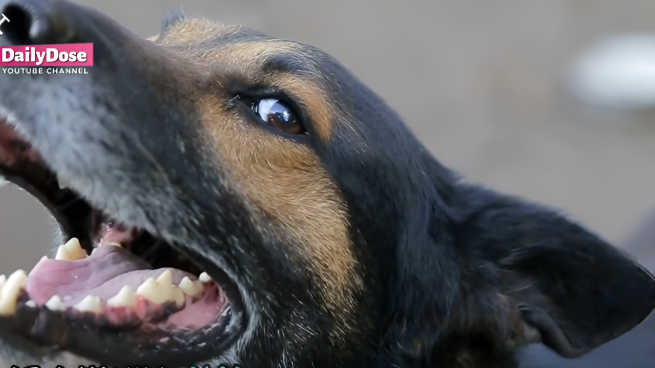 Woman Orders Dog Attack on 9YearOld The Heartbreaking Aftermath