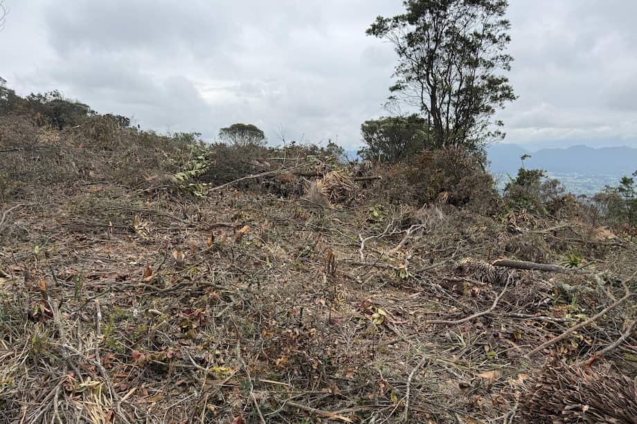 Ecocidio en Tenjo: denuncian tala ilegal de frailejones y árboles ...
