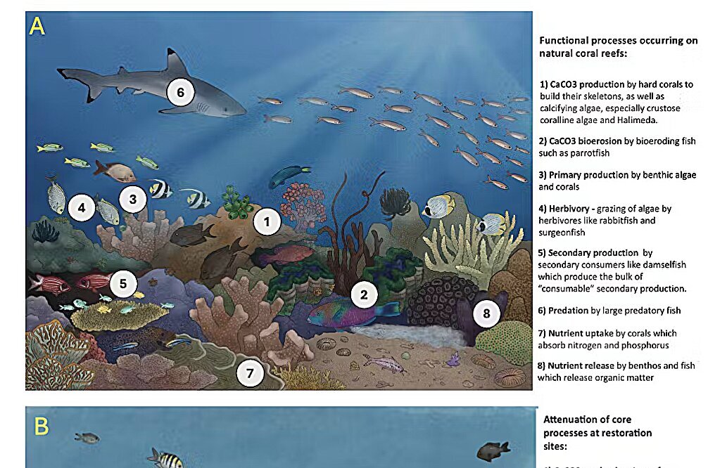 Reef restoration shouldn't just be about growing corals—but also ...