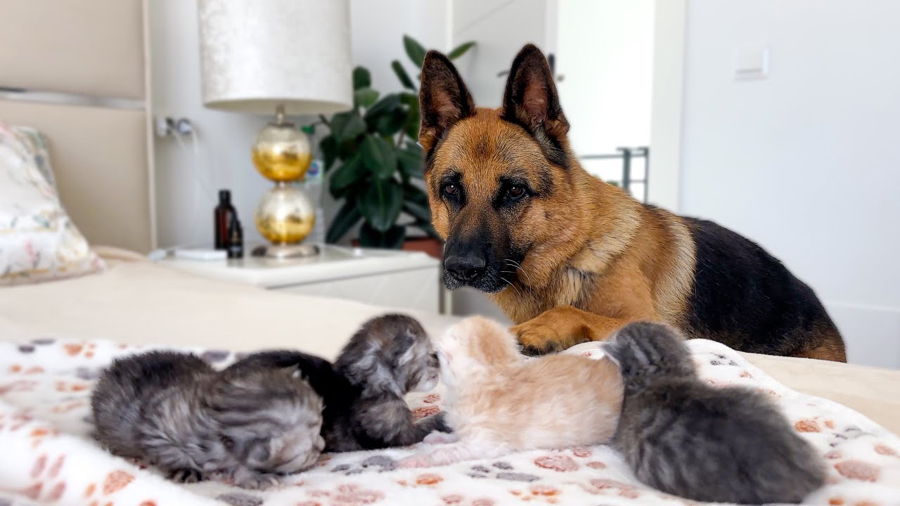 Waarom is de Duitse herder jaloers op de nieuwe puppy? | Watch, image size:1280x720