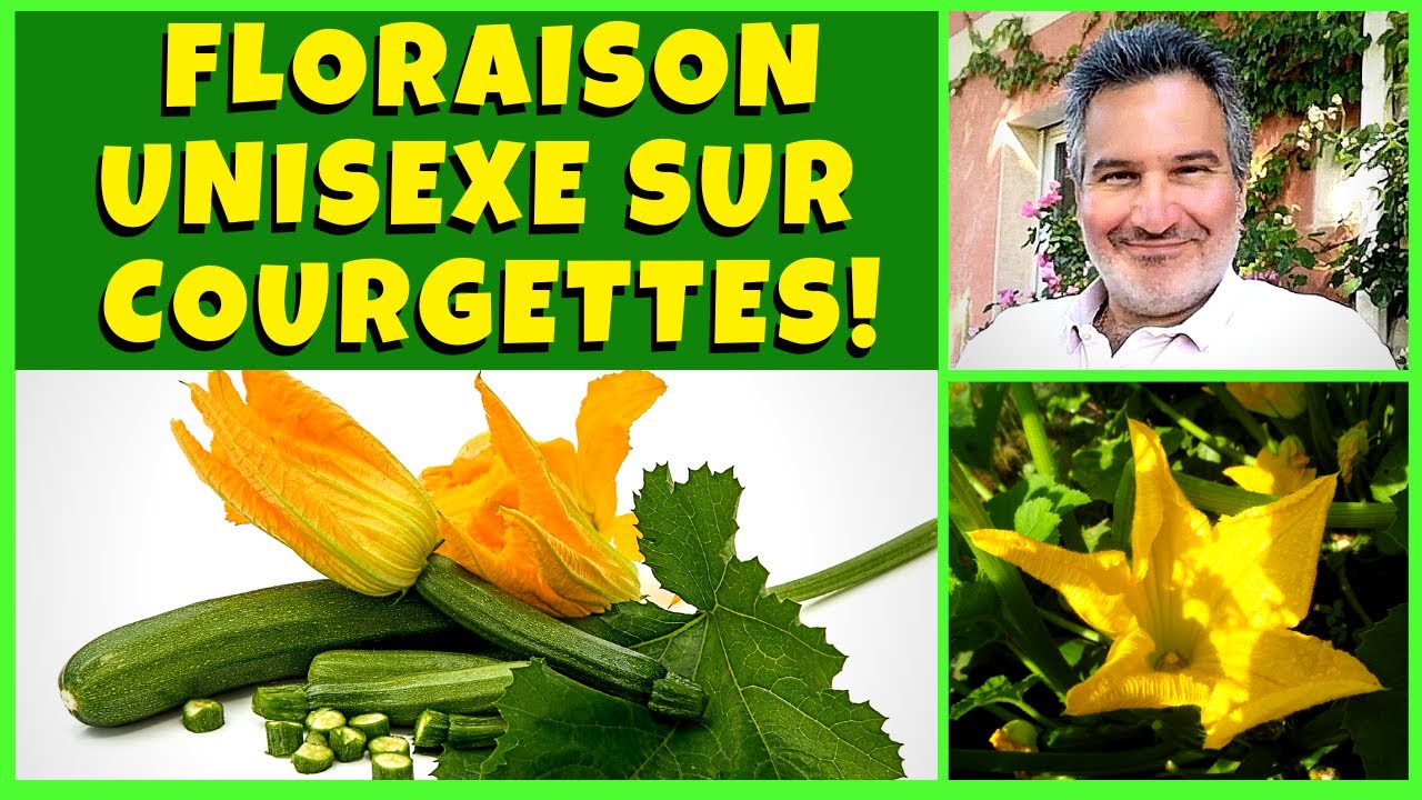 Courgettes Pourquoi Seulement des Fleurs Mâles ou Femelles — free download