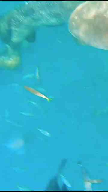 TRUCK SIZED FISH Bully DOLPHINS