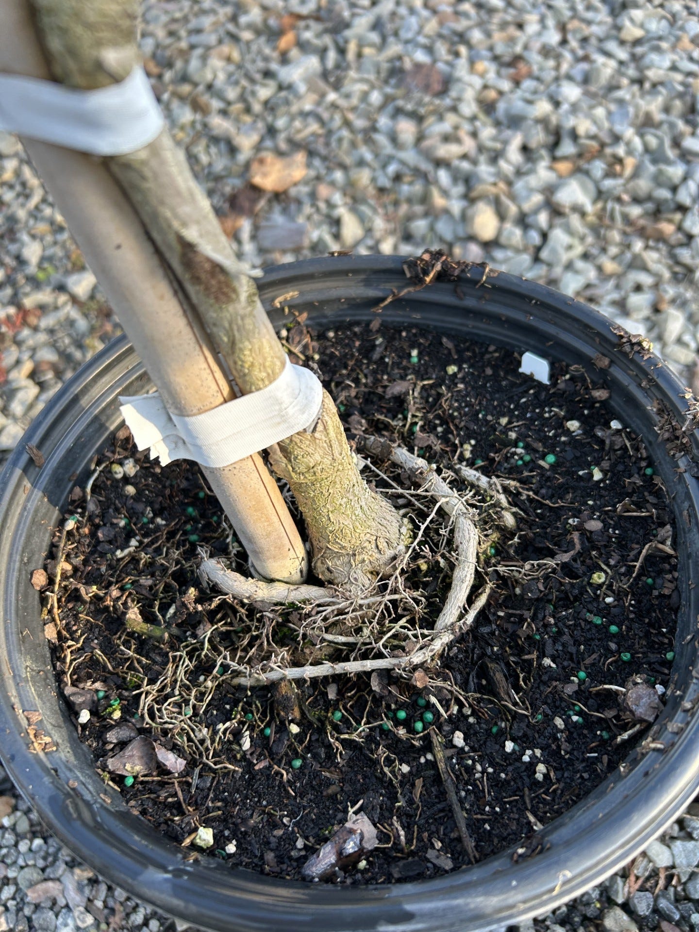 Over the Garden Gate: Planting your new tree