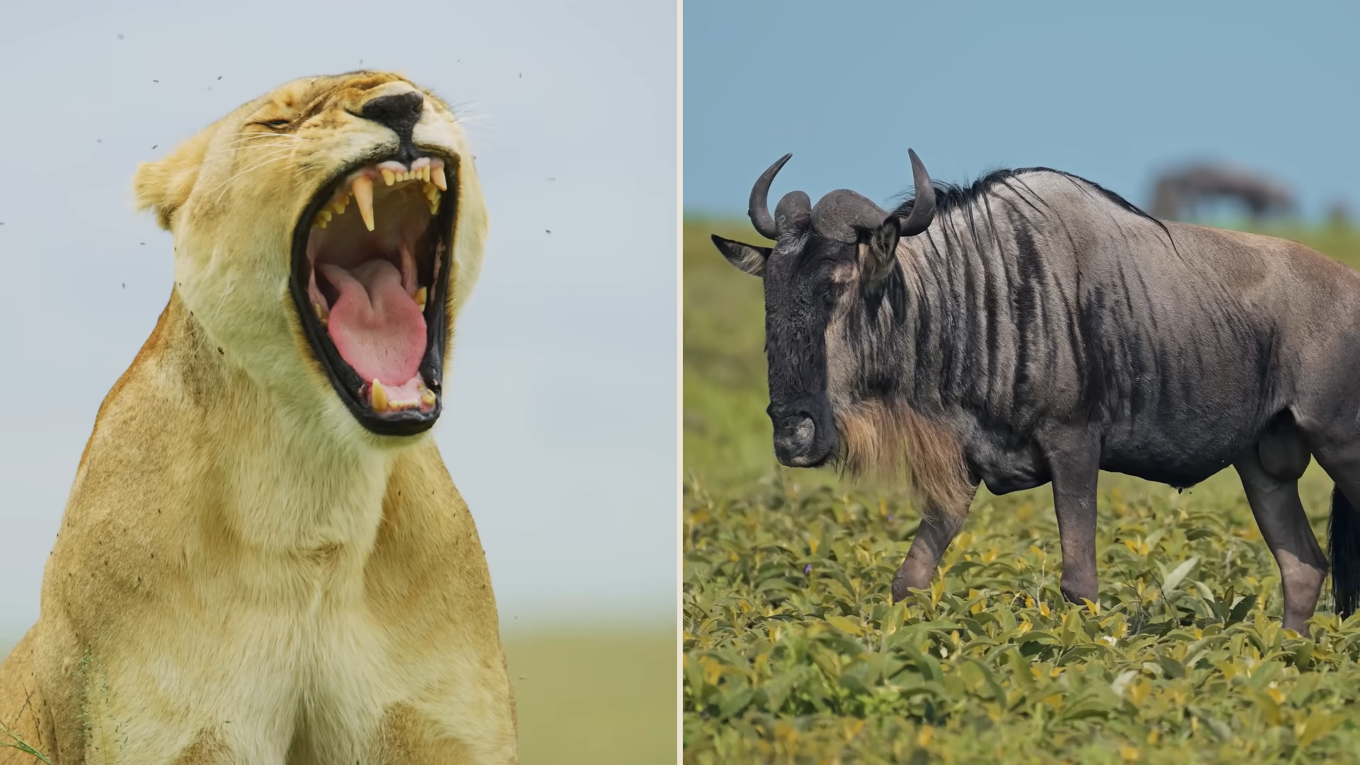 When Hunters Break the Rules: 7 Predators That Defy Evolution