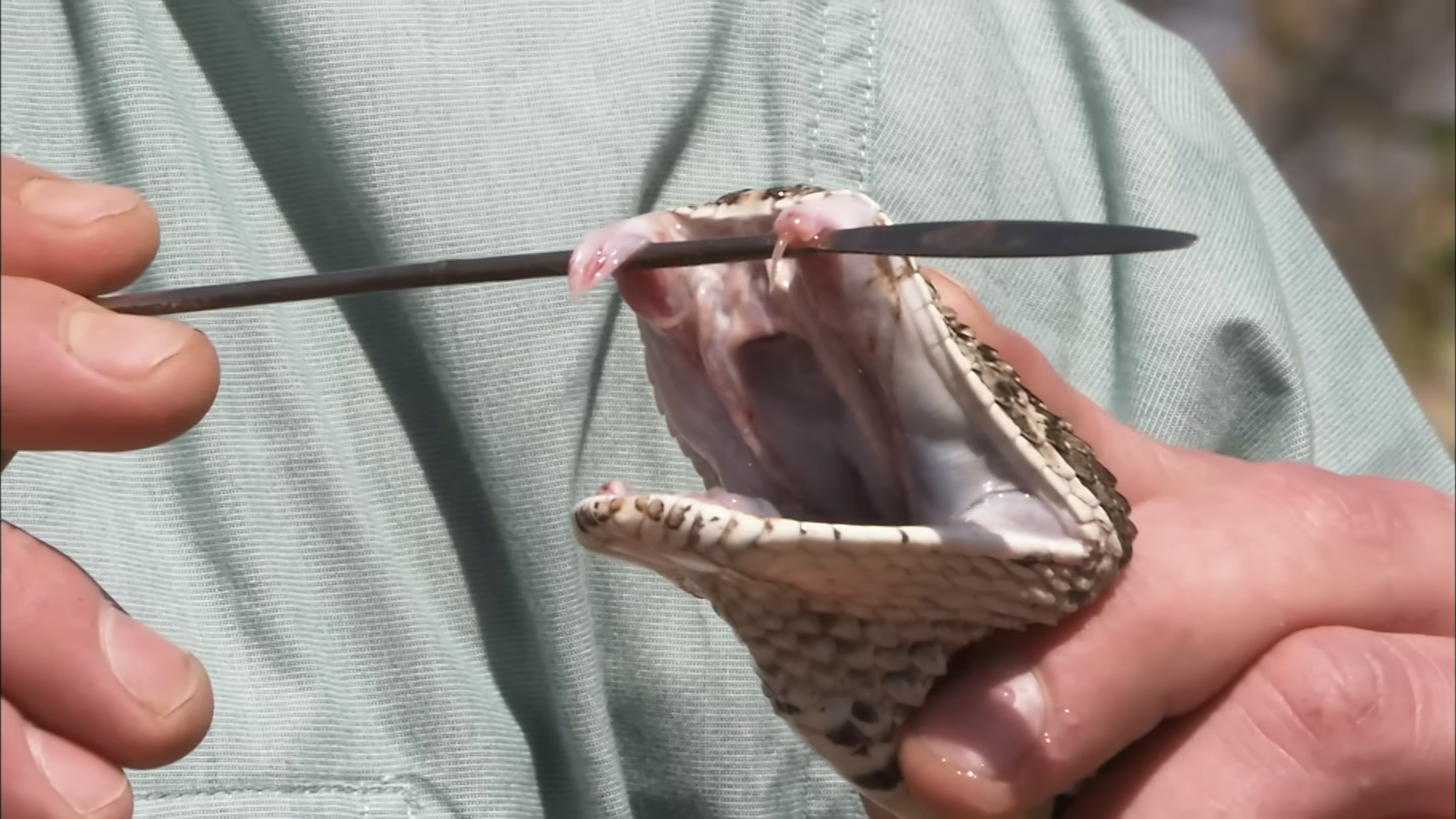 From Vipers to Pythons: Which Snake Is Truly S-Tier?