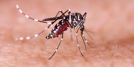 Bangladesh Faces Surge in Dengue Cases Amid Changing Climate