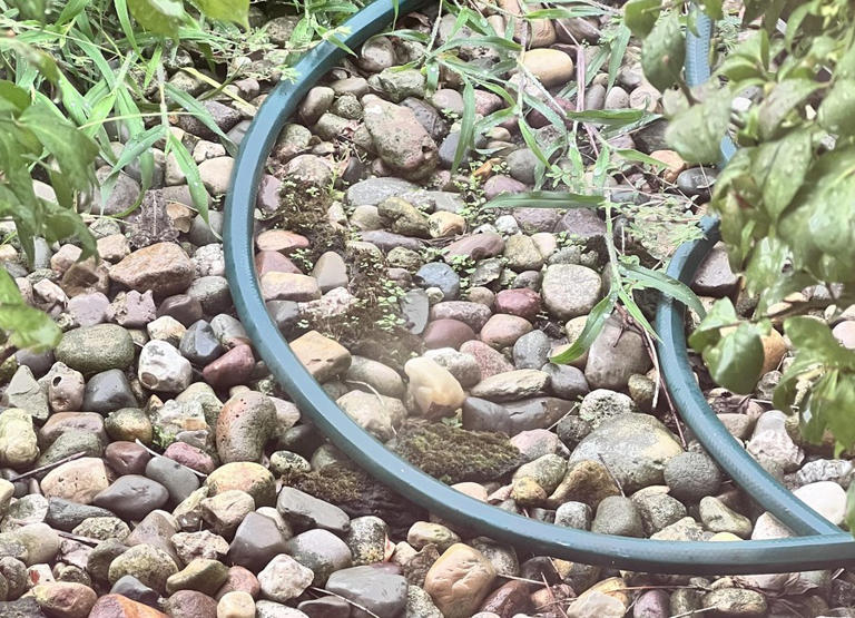 How Observant Are You? Spot the Hidden Frog in 5 Seconds!
