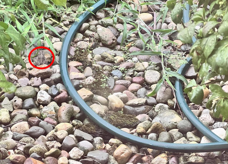 How Observant Are You? Spot the Hidden Frog in 5 Seconds!