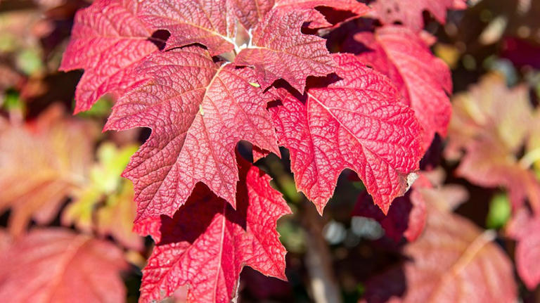 The Beautiful Hydrangea Variety To Plant During Fall For Late Spring Blooms