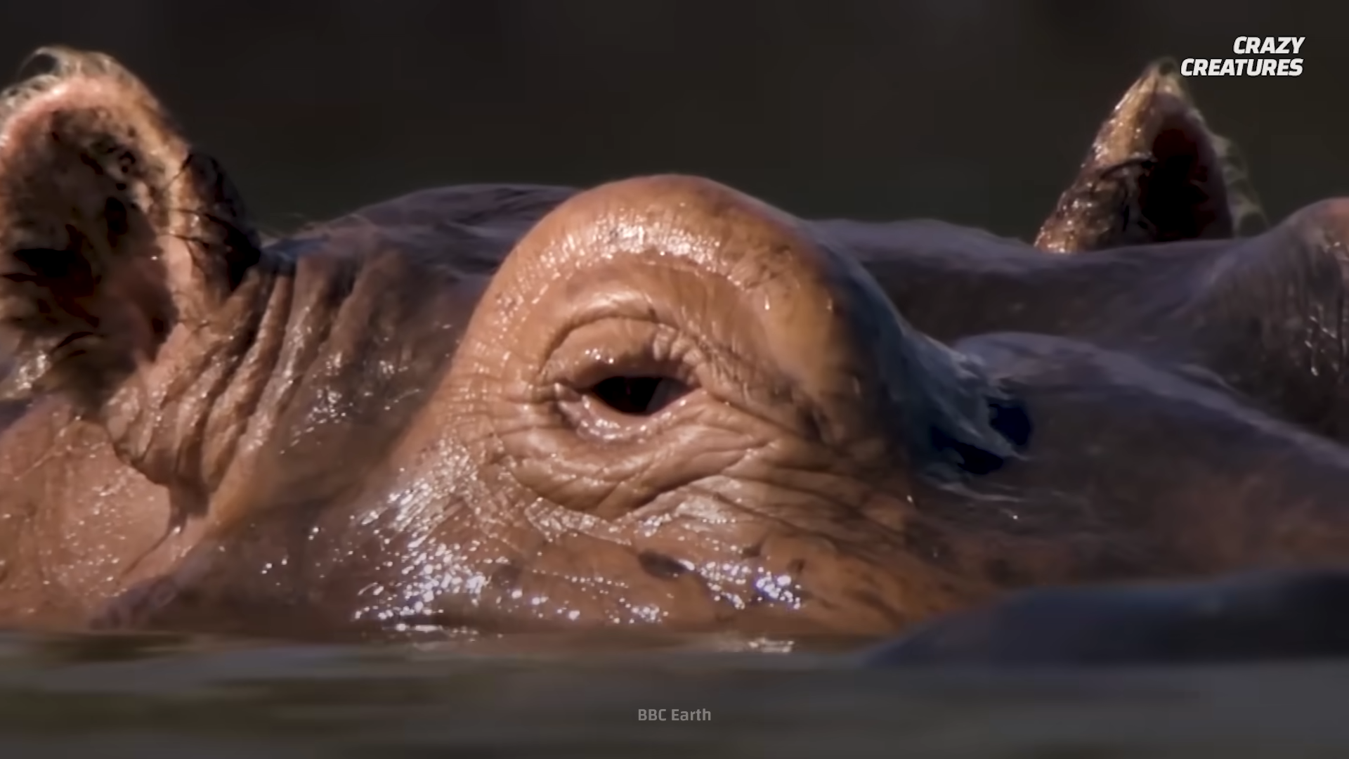 The Disgusting Truth Behind Hippos’ Deadly Poops