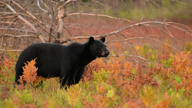 The Brief Season When It's More Important Than Ever To Be Bear-Aware