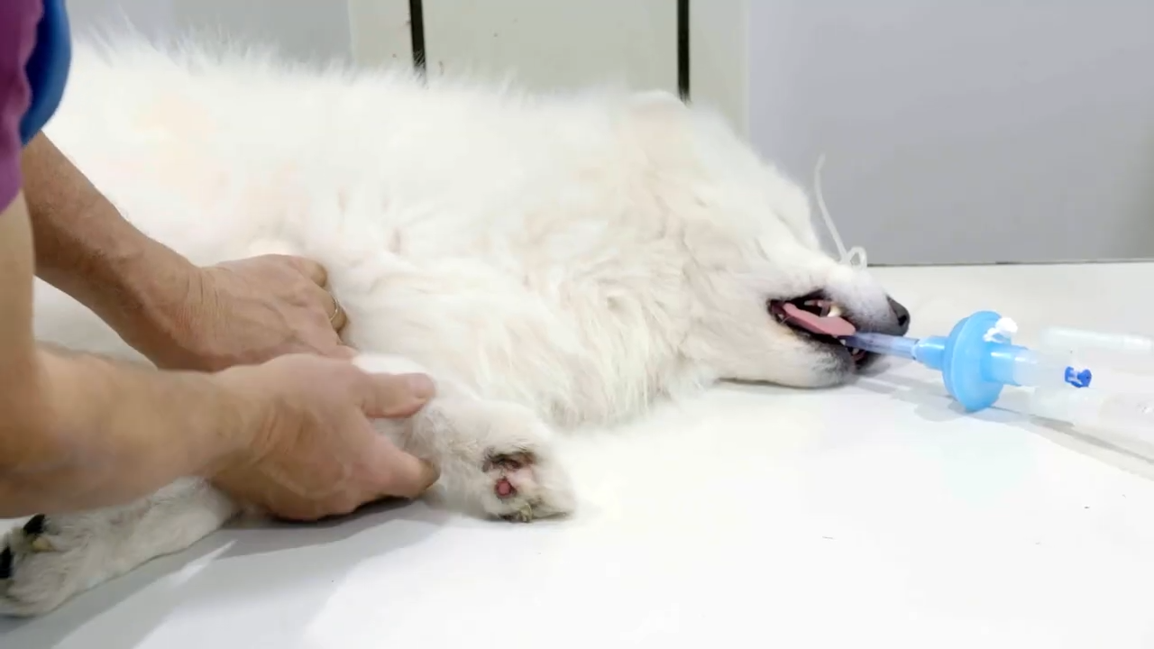Why one foster dog’s recovery became a story of hope