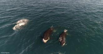 Orcas spotted brutally attacking young sharks in feeding ritual