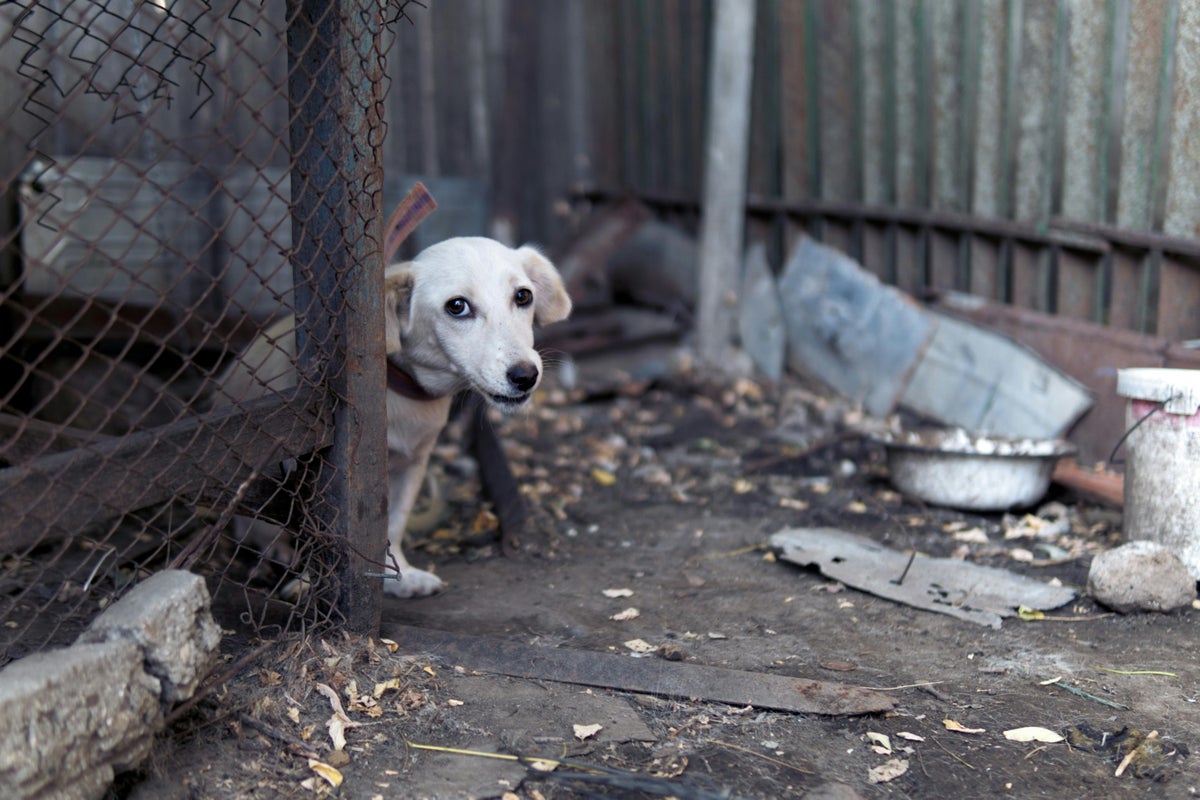 One in four puppy owners considered rehoming as pet abandonment soars