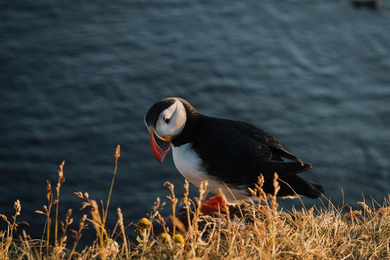 6 Coastal Animals Found Only Along Canada’s Atlantic Shorelines