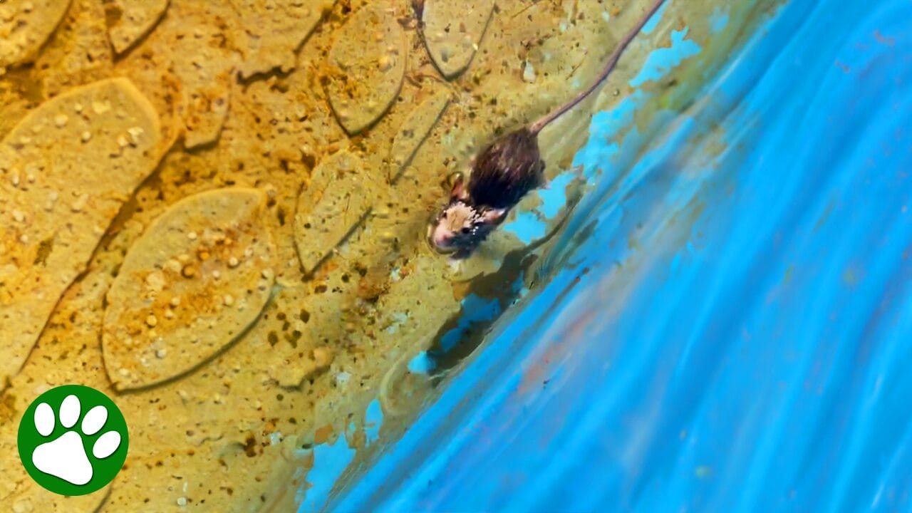 Woman spots tiny creature in pool and immediately decides to help