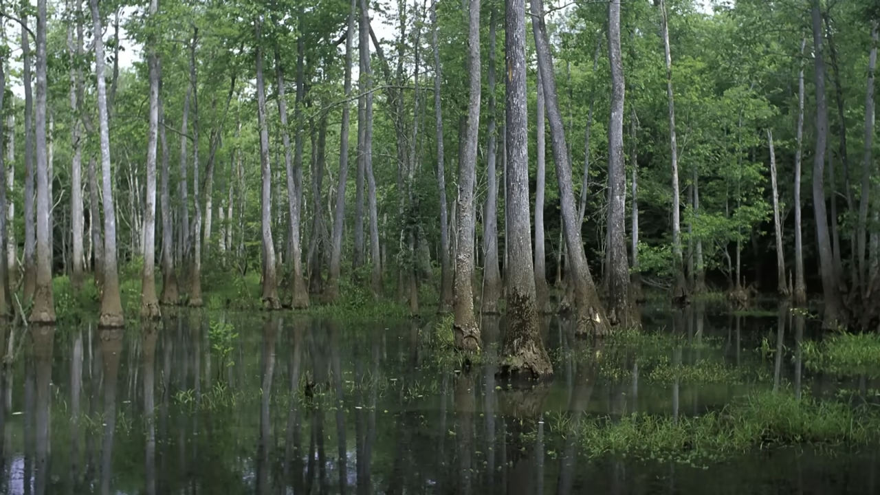 How Shrek’s swamp gas could harm visitors