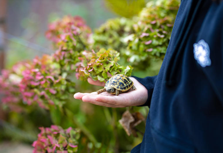How To Care For A Pet Turtle And Why It Isn’t Easy And Could Require ...