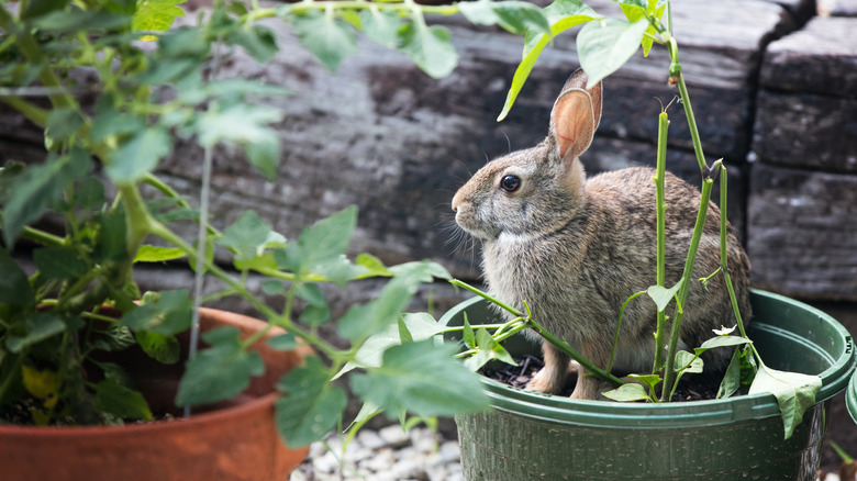 Deter Rabbits From Your Yard With The Help Of An Overlooked Herb