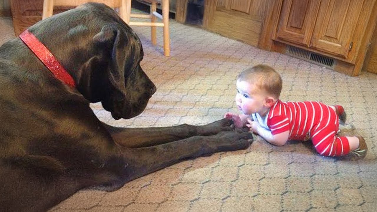 Big dogs become the best babysitters for little humans