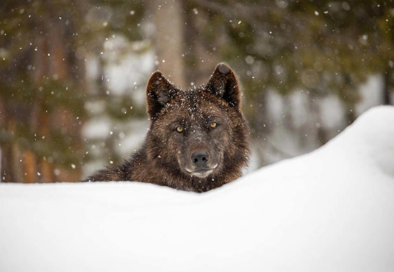 AI is listening to the wolves of Yellowstone National Park. Here's how ...