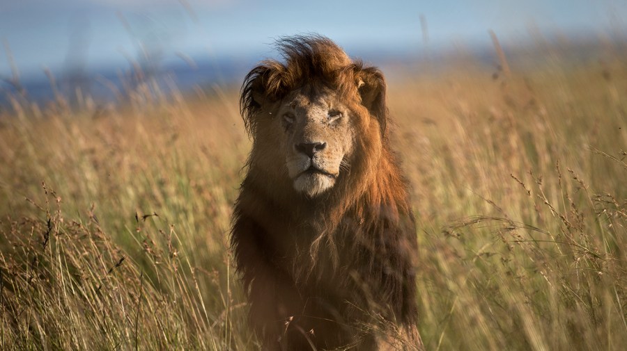 Attenborough documentary reveals rare animal behaviors: ‘Only nature ...