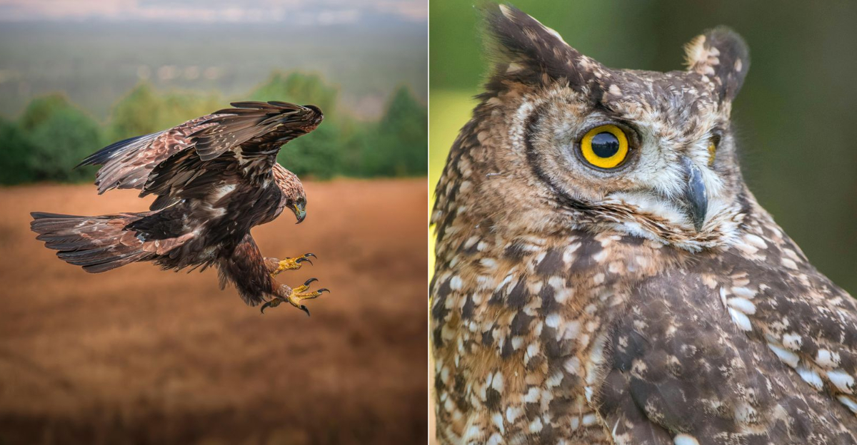 Predators That Dare To Challenge A Bald Eagle