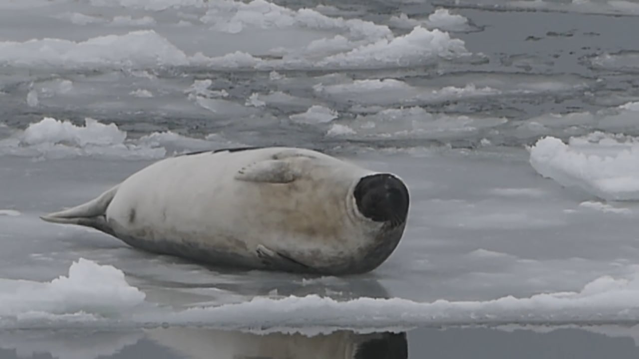 New study says harp seals are eating 20 times more cod, groundfish than ...