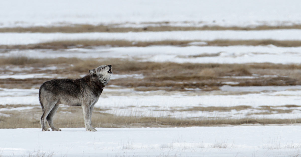 AI is listening to the wolves of Yellowstone National Park. Here's how ...