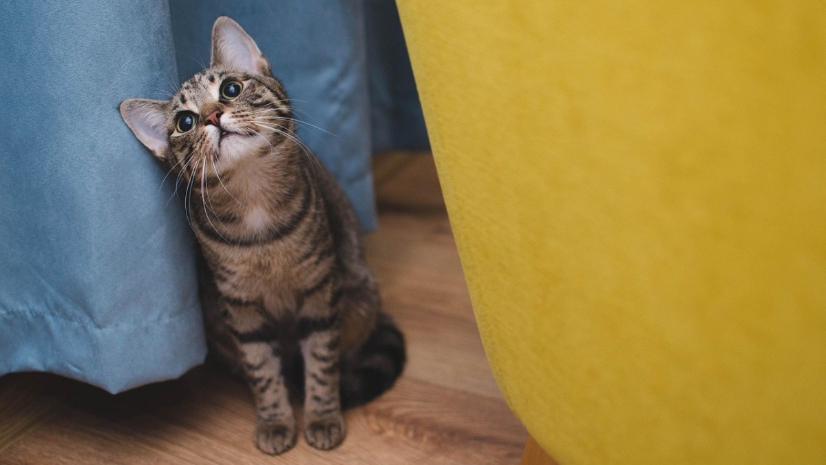 This is what your cat is trying to tell you with every twitch of its tail