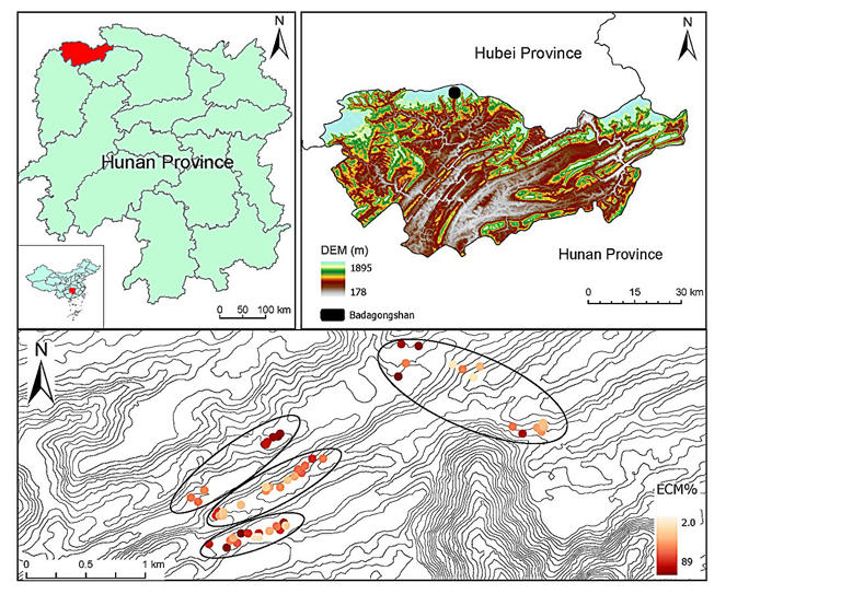 Ectomycorrhizal tree dominance linked to higher forest carbon storage ...