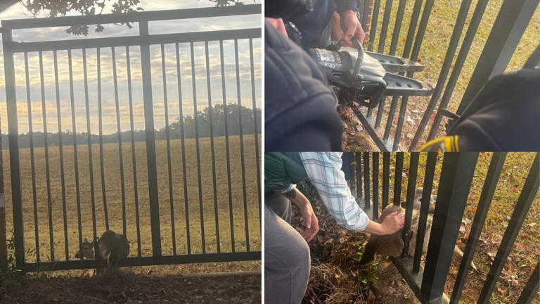 Georgia first responders rescue baby deer stuck in fence